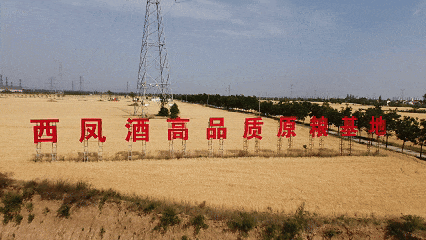 科技为笔 智慧为墨 | 西凤高品质原粮基地开启现代农业新篇章