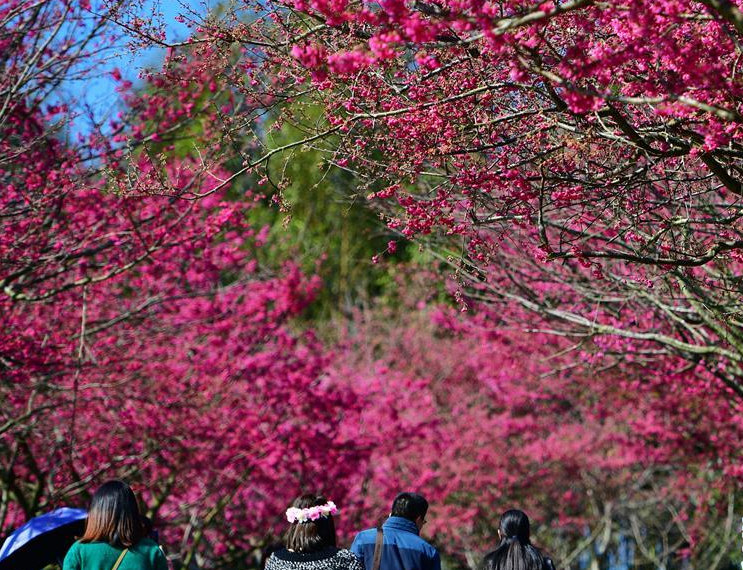 福建漳平：樱花茶园入画来