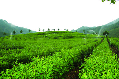  认清茶叶 品味茗香