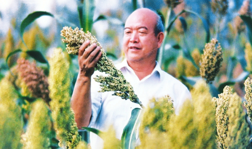 高粱地里的科研路