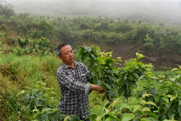 綦江：从愁销路到供不应求 小小樱桃树“种”出富民大产业