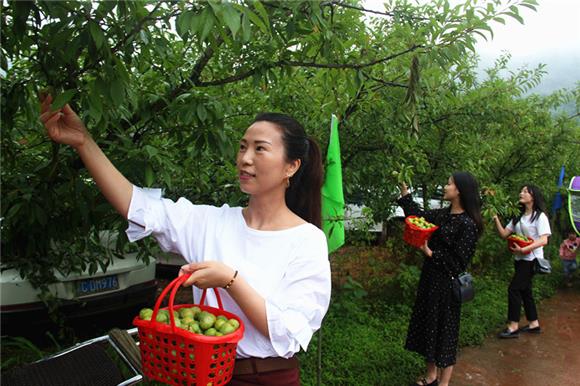 铜梁砂糖李自带流量引游客采摘