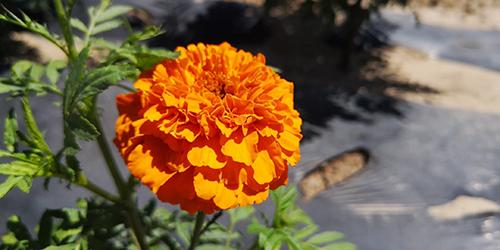 甘肃镇原：特色农业助脱贫 菊花铺就致富路！