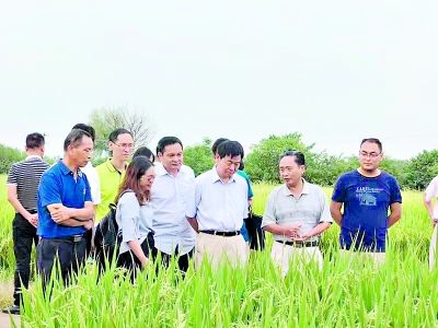 武汉多倍体水稻为世界提供解决方案