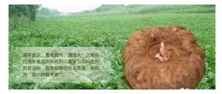 凉山州金阳县创新开展产业扶贫模式开展产业互联网