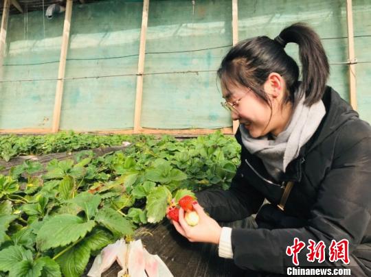 兰州红古掘农村“潜质”租赁菜园引客体验乡村生活