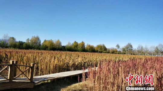 图为海西州乌兰县藜麦种植基地。　钟欣 摄