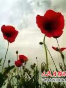    切莫知法犯法 ——商丘公安局新城分局连续查获非法种植“罂粟”案
