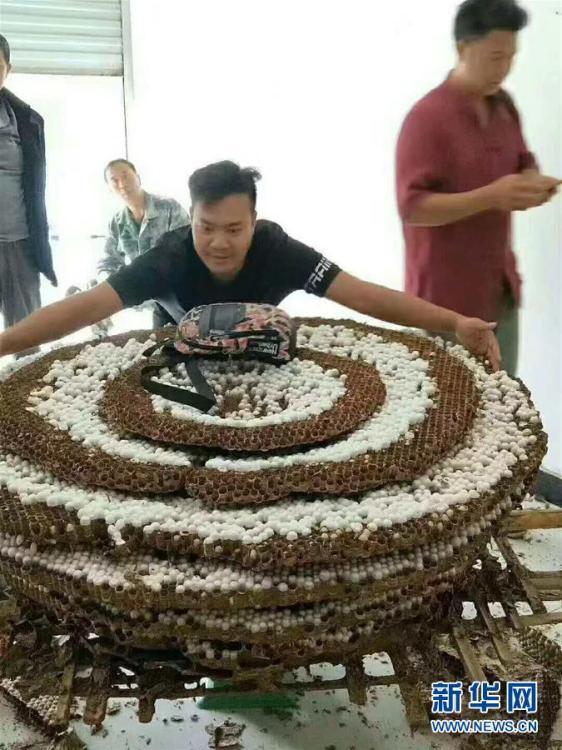 昆虫专家在云南发现体长超过6厘米的超级大黄蜂