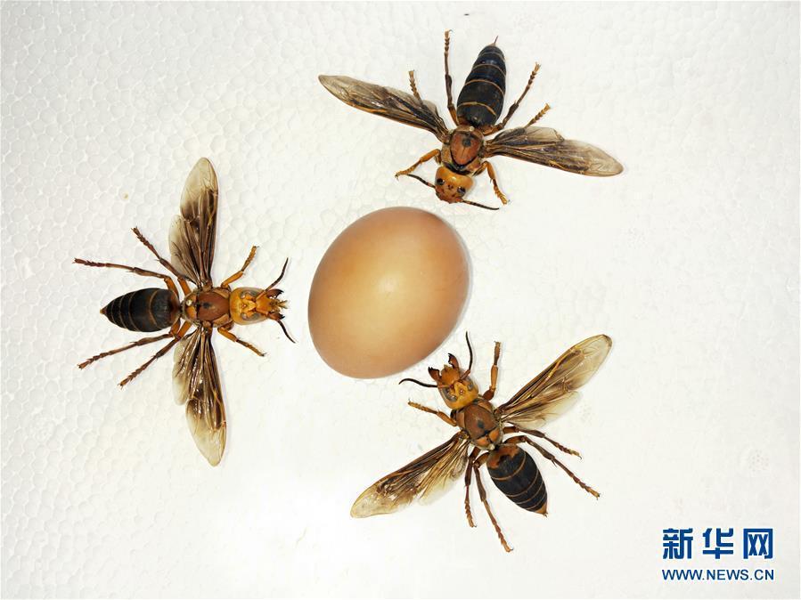昆虫专家在云南发现体长超过6厘米的超级大黄蜂
