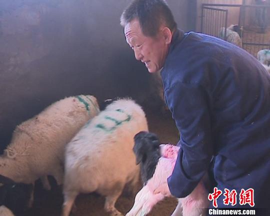新疆吉木萨尔县养羊“土专家”架起群众致富桥（图）