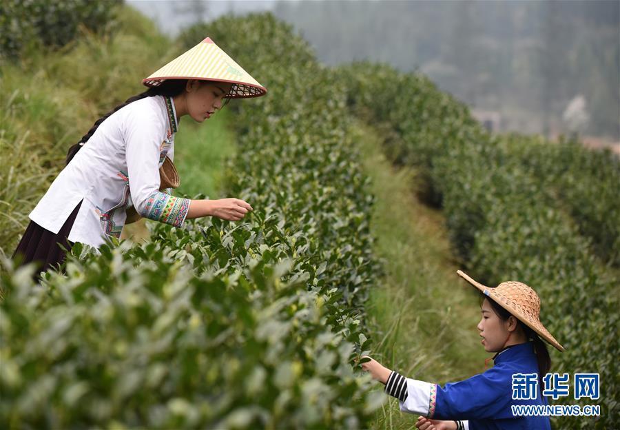        贵州春茶陆续开采