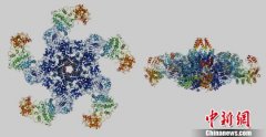 中国科学家发现抗病小体 植物免疫研究获历史性重大突破