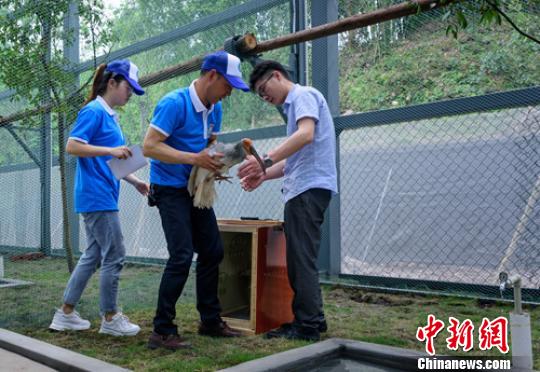 四川沐川20对朱鹮落户安家有18只被市民认养