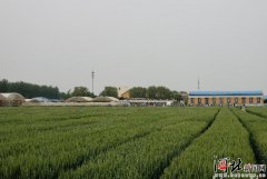 河北省旱作所19个抗旱节水小麦品种累计节水30亿方