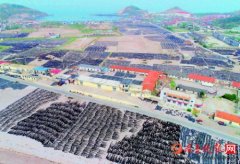     “疯狂”的海带!烟台大钦岛海带进入收割期,漫山遍野晾晒忙