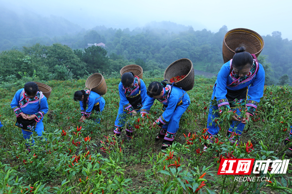 桃源县：下对“药方子” 拔掉“穷根子”