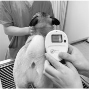 推出犬只芯片注射 杭州将给狗狗装上电子身份证