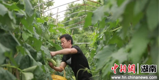 朱建明采摘丝瓜。 