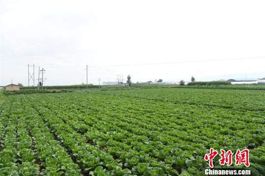 甘肃榆中建专供基地助蔬菜走进粤港澳大湾区民众餐桌