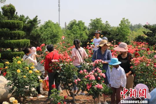 莱州中华月季园是中国知名的月季主题公园，栽植七个色系月季二十多万株。　刘向东 摄