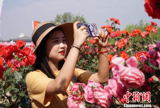 山东莱州举办月季花节以花为媒吸引客商（图）