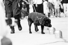 遥控器超声波指挥警犬？警方：已申报专利