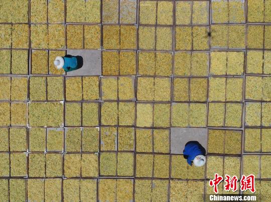 河北省内丘县大孟村镇刘家庄村农民在整理晾晒的金银花。　刘继东 摄
