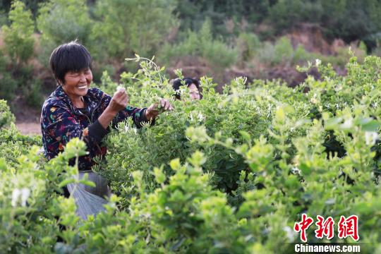 河北内丘发展特色种植金银花里淌出“金银”