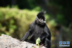 贵州麻阳河保护区黑叶猴数量逐年增加