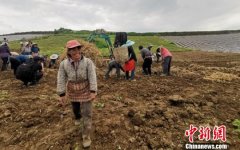 四川峨眉山市实施“订单+合作社” 打造高山蔬菜基地