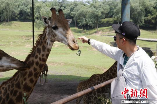 图为游客体验给长颈鹿喂粽子。　王成杰 摄