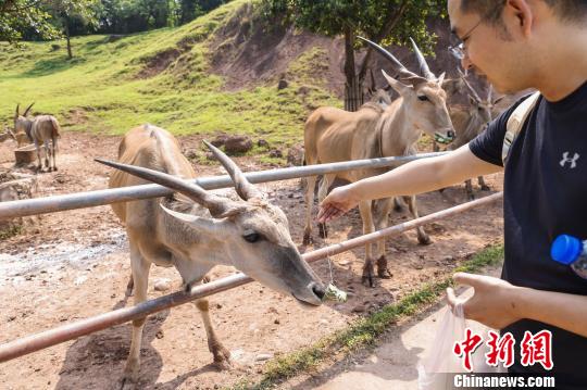 图为游客体验给大羚羊喂粽子。　王成杰 摄