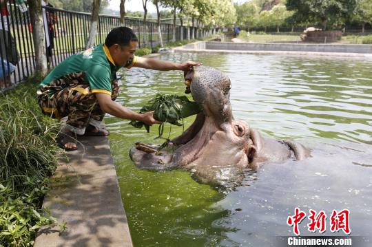 图为饲养员给河马喂粽子。　王成杰 摄