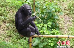 动物端午节享用“特制”粽子