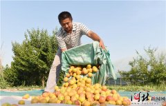 巨鹿：农民走上“杏”富路