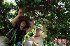 “中国杨梅之乡”湖南靖州十万亩“致富果”促产业扶贫
