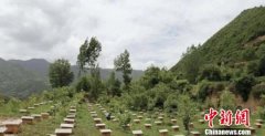甘肃宕昌推“零成本”养蜂扶贫：蜂群托管 订单养殖