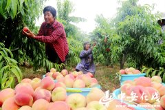 阜阳颍东区：桃子映红增收路