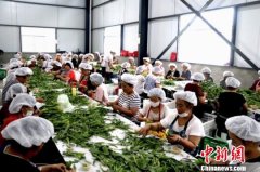 甘肃文县“无人问津”山野菜成民众增收“香饽饽”