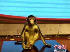 首个恒河猴甲亢模型运抵西安 助人类甲亢预防研究