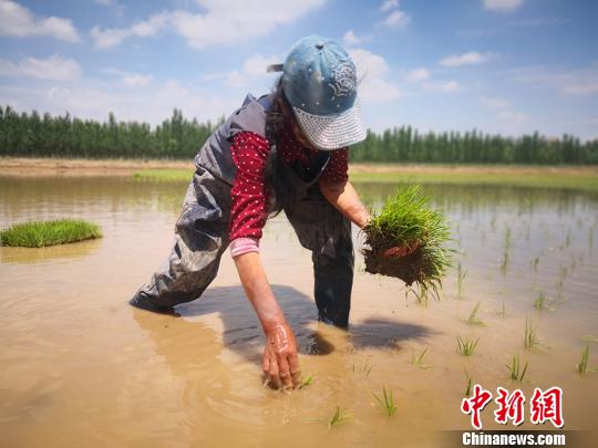 图为技术人员正在进行水稻插秧。　魏建军 摄