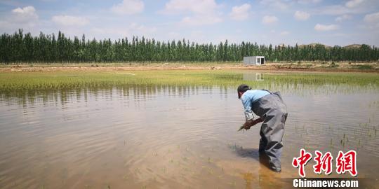 兰州新区盐碱地种水稻：告别“十年九不收”田间荡绿波