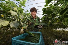 “老黄瓜”种出了新花样——馆陶打好三张牌促黄瓜产业提质升级