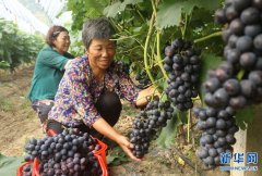 河南光山：种植葡萄富农家