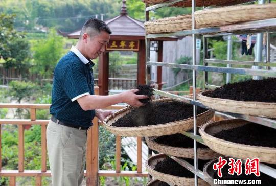 茶农制茶中。(云中东 郭昌美 供图)