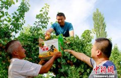 新疆和硕县工作队助力村民开启“杏”福密码