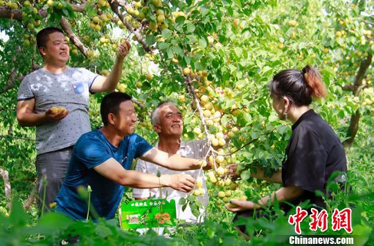 工作队成员帮助依明·牙森家采摘庭院杏子。　贾洪明 摄