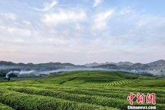 贵州“瓮安欧标茶”畅销海内外