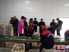 甘肃下岗女工返乡创业发“药财” 产业壮大不忘携困济贫
